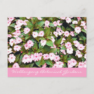 Botanische tuinroze bloemen NSW Briefkaart