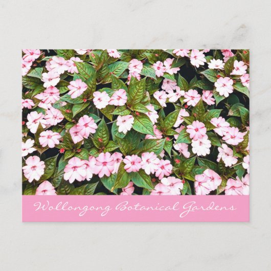 Botanische tuinroze bloemen NSW Briefkaart (Voorkant)