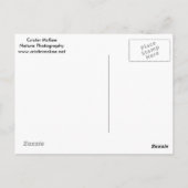 Botanische tuinroze waskerry uit New York Briefkaart (Achterkant)