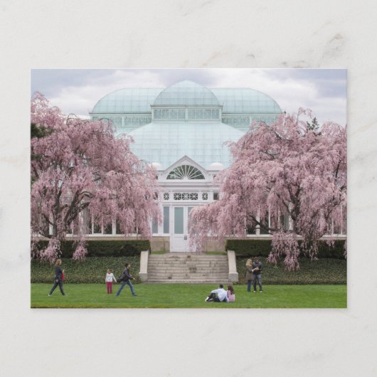 Botanische tuinroze waskerry uit New York Briefkaart (Voorkant)