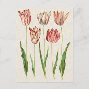 botanische Tulpen illustratie Briefkaart