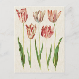botanische Tulpen illustratie Briefkaart