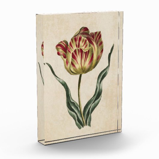 botanische tuulp fotoblokken (Links)