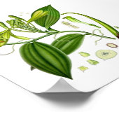 Botanische vanille poster (Hoek)