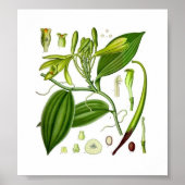 Botanische vanille poster (Voorkant)