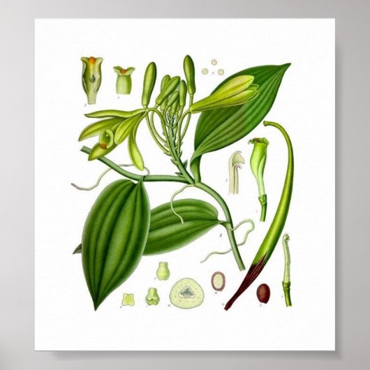 Botanische vanille poster (Voorkant)