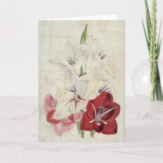botanische variëteiten van Gladiolus Kaart (Voorkant)