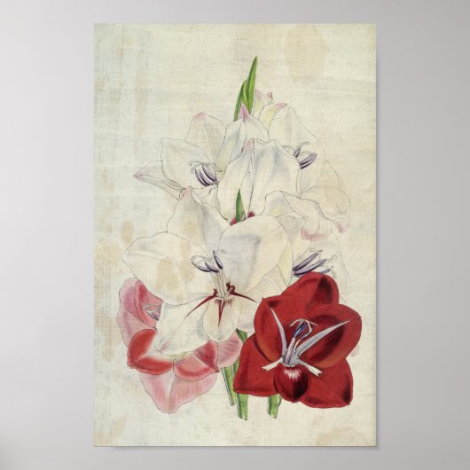  botanische variëteiten van Gladiolus Poster (Voorkant)