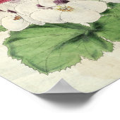  botanische variëteiten van Pelargoniums Poster (Hoek)