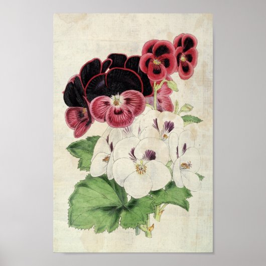  botanische variëteiten van Pelargoniums Poster (Voorkant)