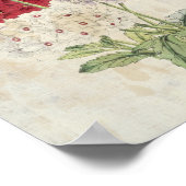  botanische variëteiten van Verbenas Poster (Hoek)