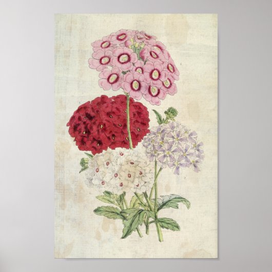  botanische variëteiten van Verbenas Poster (Voorkant)