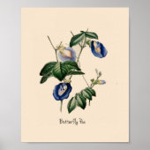 Botanische ventilator van vlinderveen poster (Voorkant)