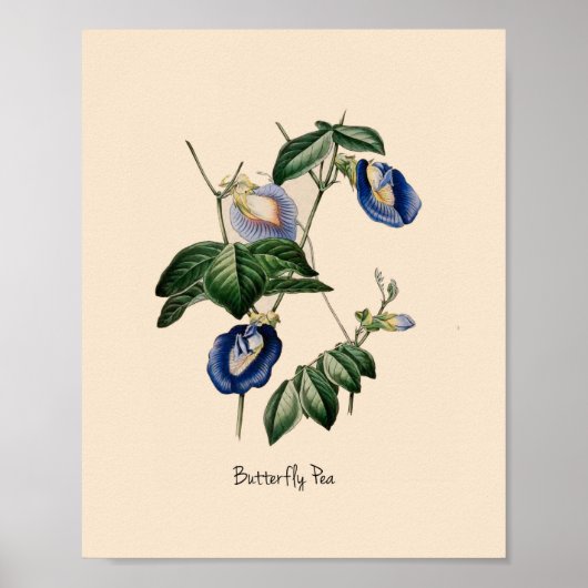 Botanische ventilator van vlinderveen poster (Voorkant)