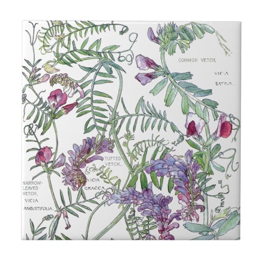 Botanische Vetch Wildflower Flowers Tile Tegeltje (Voorkant)