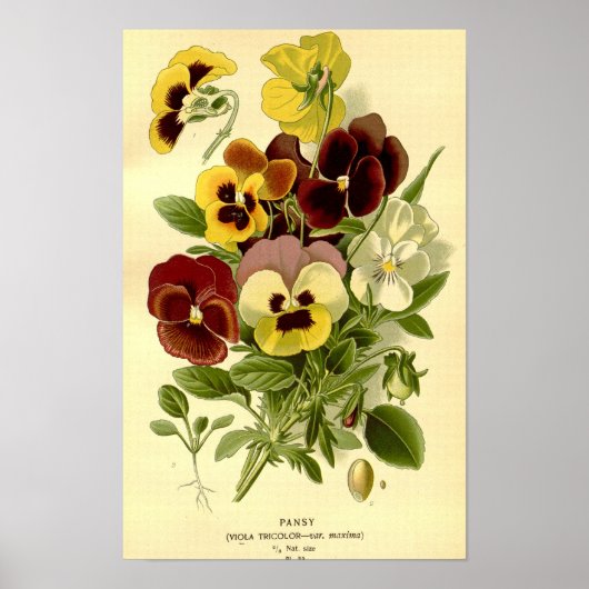  Botanische Vibrant Viola Tricolor Pansies Poster (Voorkant)