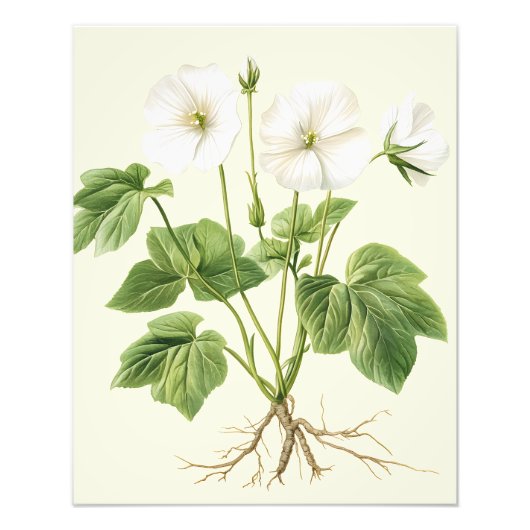 Botanische Vintage Bloem Marsh-Mallow Poster (Voorkant)