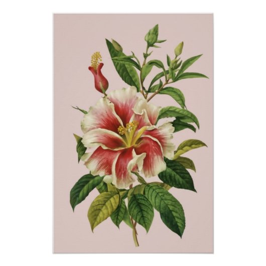 Botanische vintage bloem moderne kunst II poster (Voorkant)