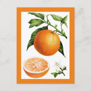 Botanische vintage illustratie van sinaasappel vru briefkaart