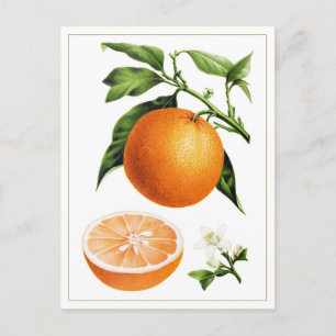 Botanische vintage illustratie van sinaasappelfrui briefkaart