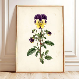 Botanische Viooltjes Boerderij Muurkunst Poster