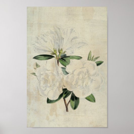 botanische vlag van wapenstilstand Azalea Poster (Voorkant)