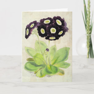  botanische vrijwilliger Auricula Kaart