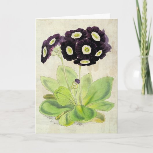  botanische vrijwilliger Auricula Kaart (Voorkant)