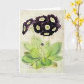  botanische vrijwilliger Auricula Kaart (Gele Bloem)