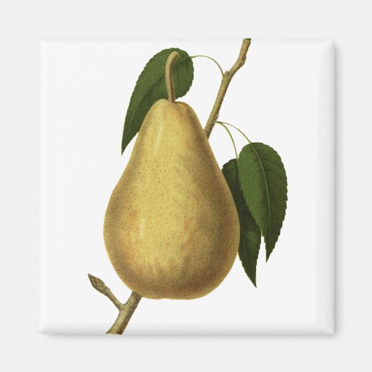 Botanische Vrucht Peer Magneet (Voorkant)