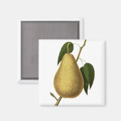 Botanische vruchtenpeer magneet (Voorkant / Achterkant)