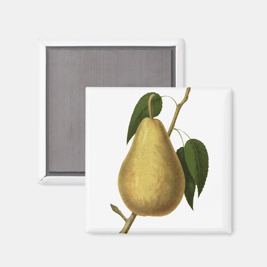 Botanische vruchtenpeer magneet (Voorkant / Achterkant)