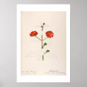  BOTANISCHE WATERVERF DOOR HELEN SHARP POSTER (Voorkant)