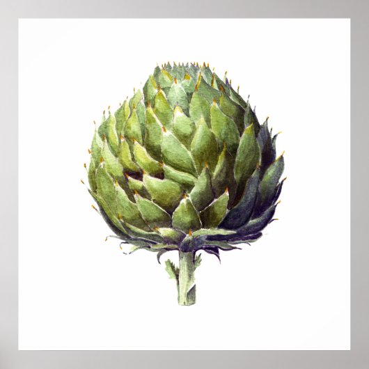 Botanische waterverf van Artichoke Poster (Voorkant)