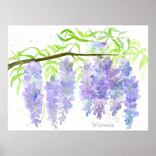 Botanische Waterverf van de Boom van Wisteria Bloo Poster (Voorkant)