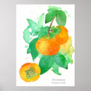 Botanische Waterverf van Persimmon Fruit Poster