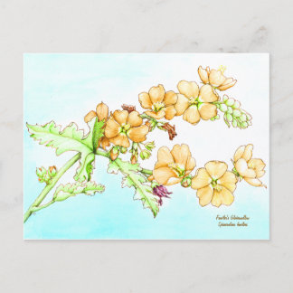 Botanische wilde bloem waterverf, bolletjesmalve briefkaart