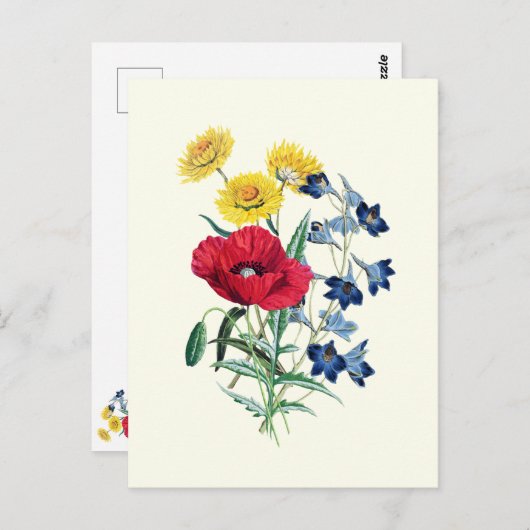 Botanische wilde bloemen: Poppy, Daisy Briefkaart (Voorkant / Achterkant)