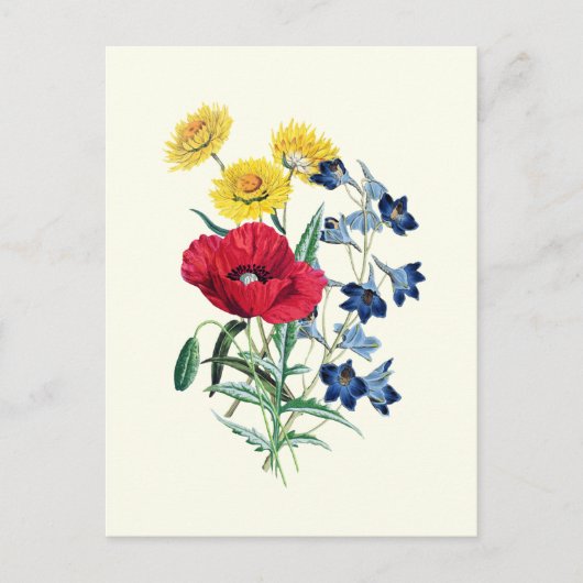 Botanische wilde bloemen: Poppy, Daisy Briefkaart (Voorkant)