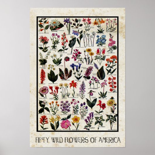 Botanische wilde bloemen van Amerikaanse Antiek bl Poster (Voorkant)