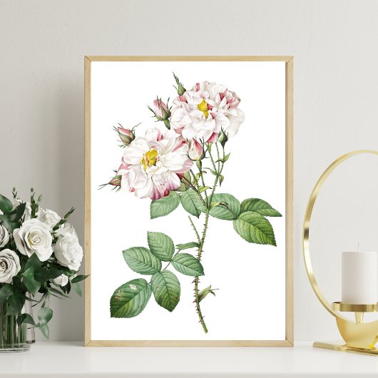 Botanische Witte en Roze Rose Art Poster