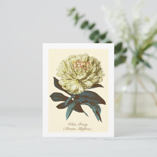 botanische witte pony Indiana bloem Briefkaart (Staand voorkant)