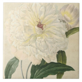  botanische witte pony tegeltje