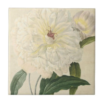  botanische witte pony