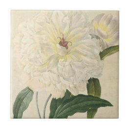  botanische witte pony tegeltje