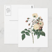 Botanische witte Rose Briefkaart (Voorkant / Achterkant)