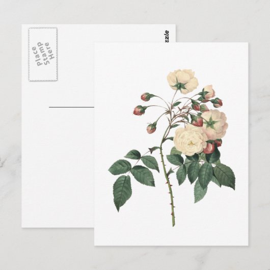 Botanische witte Rose Briefkaart (Voorkant / Achterkant)