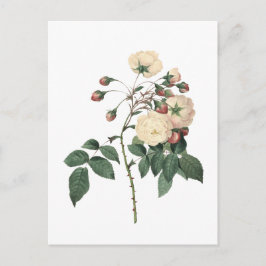 Botanische witte Rose Briefkaart