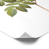 Botanische Witte Rozen Poster (Hoek)