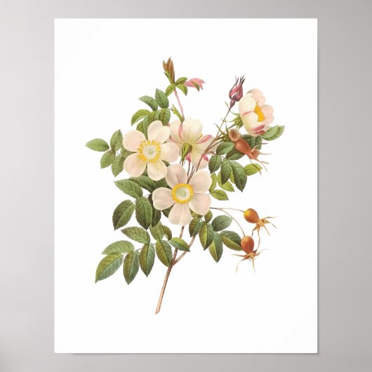 Botanische Witte Rozen Poster (Voorkant)